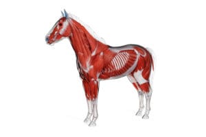 mięśnie koni, mięśniochwat u koni, konie sportowe, dieta dla koni sportowych