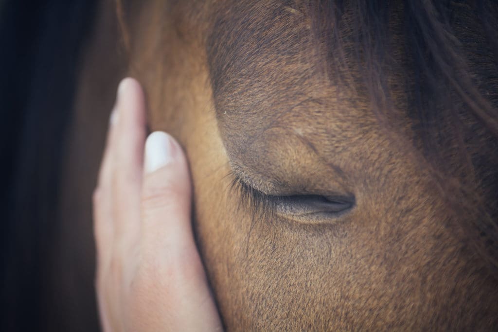 nerwowy koń, co na uspokojenie dla konia, dieta dla koni sportowych