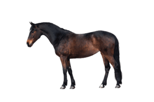 kondycja, co dla konia na przytycie, dieta dla konia na przytycie