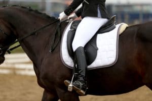 kondycja, co dla konia na przytycie, pasza dla koni chudych