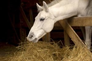 dieta dla koni, konie starsze, żywienie koni