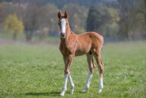 zdrowe źrebię, hodowla koni, klacz, pasza dla źrebiąt