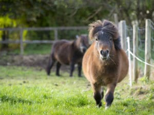 żywienie kuców, dieta dla kuców, ochwat u koni, balancer dla koni