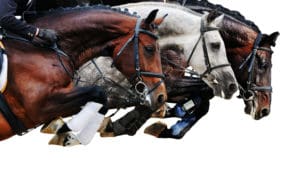 konie sportowe, żywienie koni skoczków, dieta dla konia sportowego, energia dla koni, pasza energetyczna