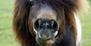 dieta dla koni, brak apetytu, pasza dla koni, suplementy dla koni