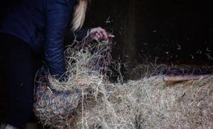 alergie u koni, siano dla koni, rao, copd, kaszel u koni