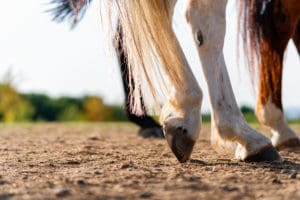 zwyrodnienia stawów u koni, żywienie koni, suplementy na stawy dla koni