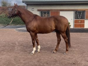 dieta dla ogierów, pasza dla koni hodowlanych, konie sportowe