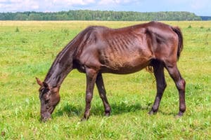 pasza dla koni chudych, kondycja, dieta dla koni, koń chudy, wrzody żołądka u koni