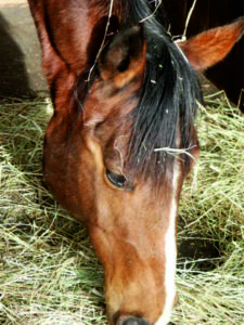 siano dla koni, otyłość, dieta dla koni otyłych, wyjadanie ściółki