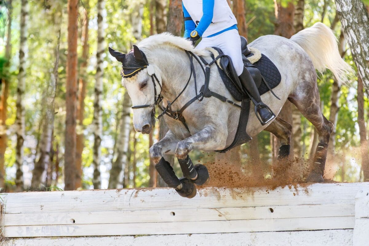 wysłodki buraczane dla koni sportowych