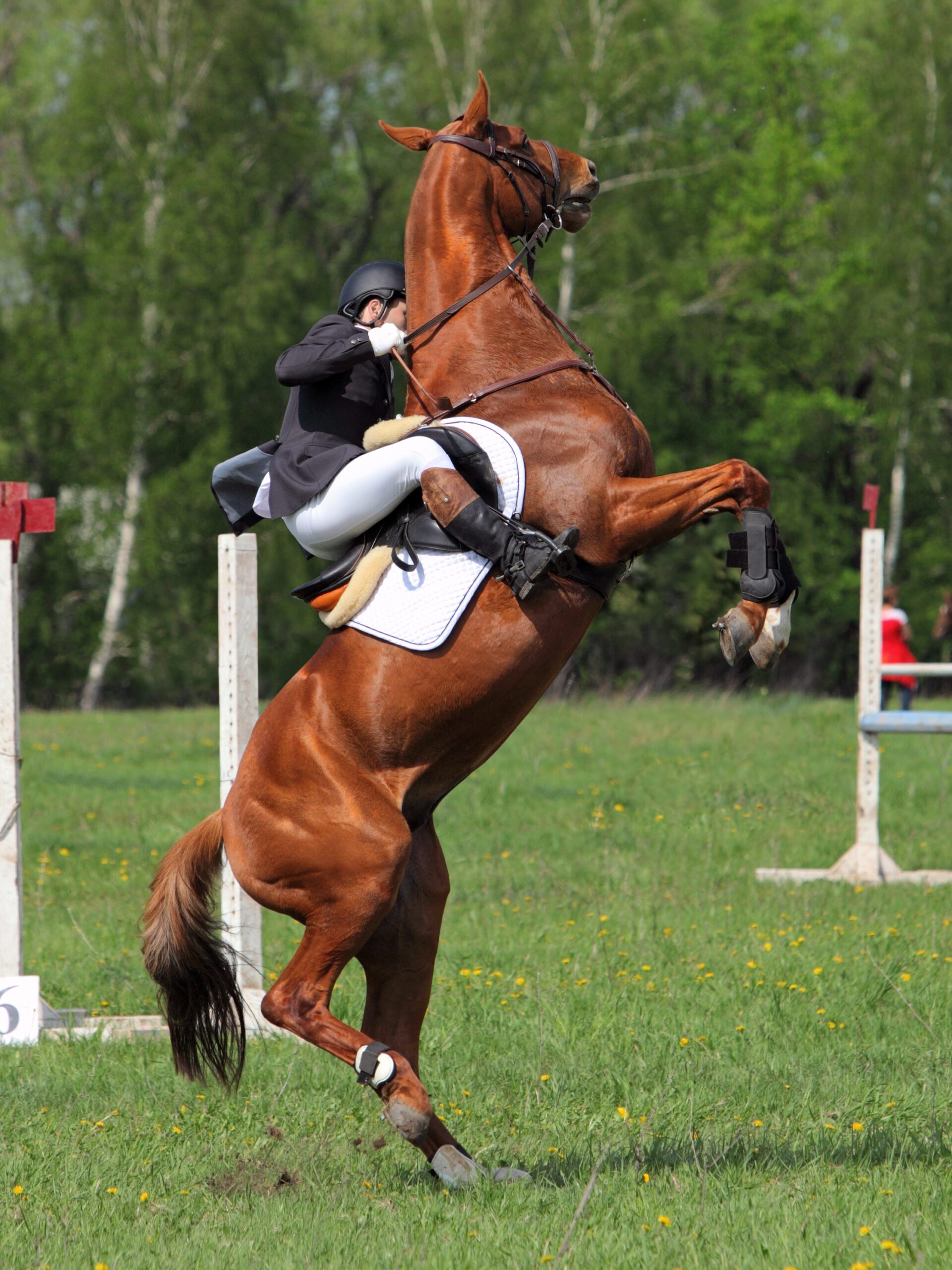nerwowy koń, stres u koni