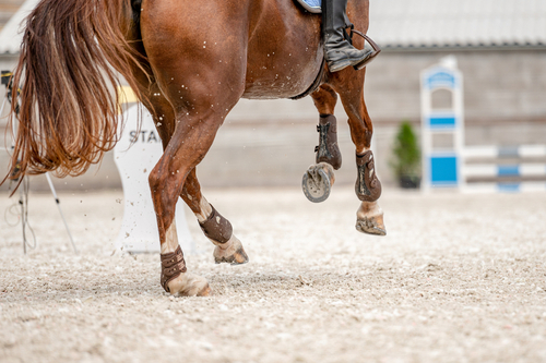 kwas hialuronowy dla koni