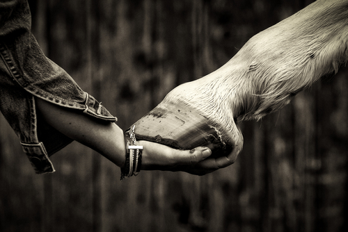 kwas hialuronowy dla koni,suplement na stawy dla koni