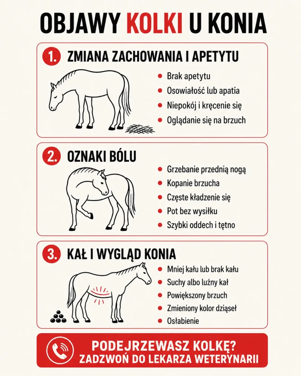 Objawy kolki u konia – zmiana zachowania, ból i zmiany w oddawaniu kału